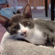 【保護猫】グレ♂ハチワレ