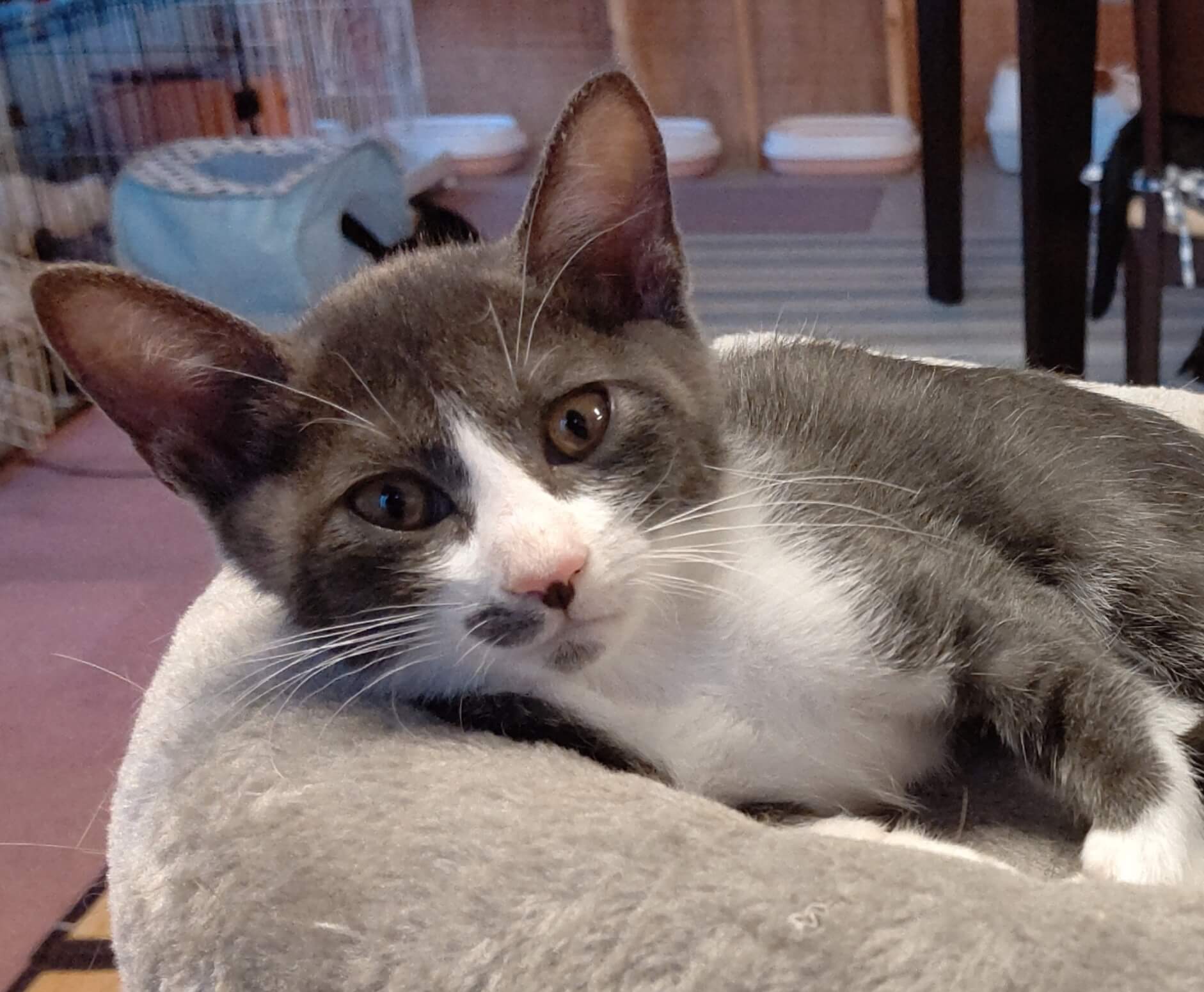 【保護猫】グレ♂ハチワレ