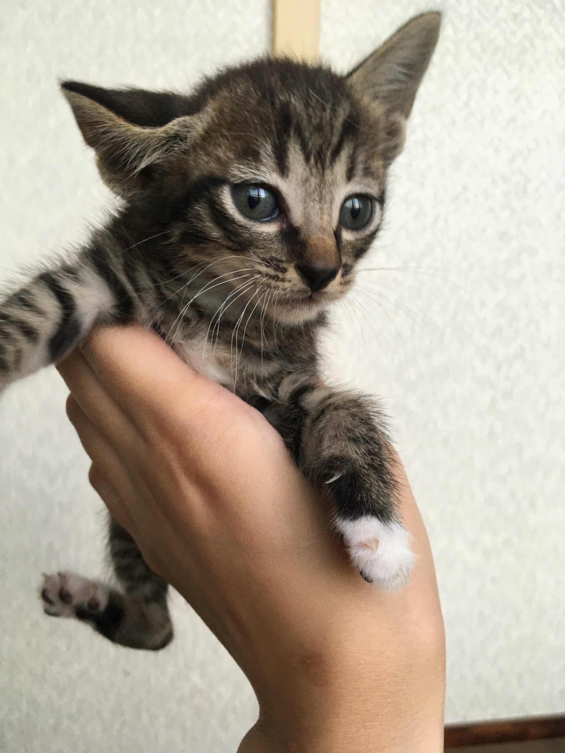 生後２ヶ月前後の子