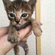 生後２ヶ月前後の子