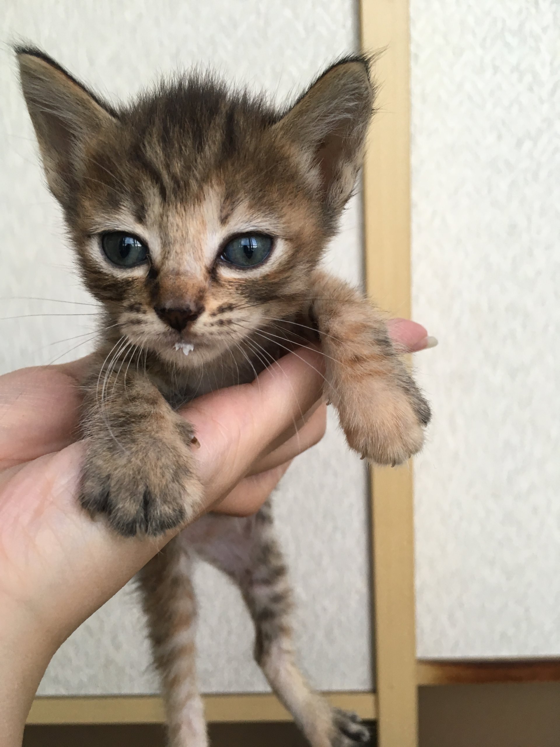 生後２ヶ月前後の子