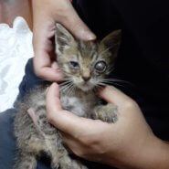 生後1ヶ月の子猫(女の子)