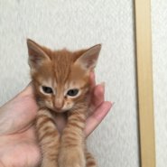 生後２ヶ月前後の子