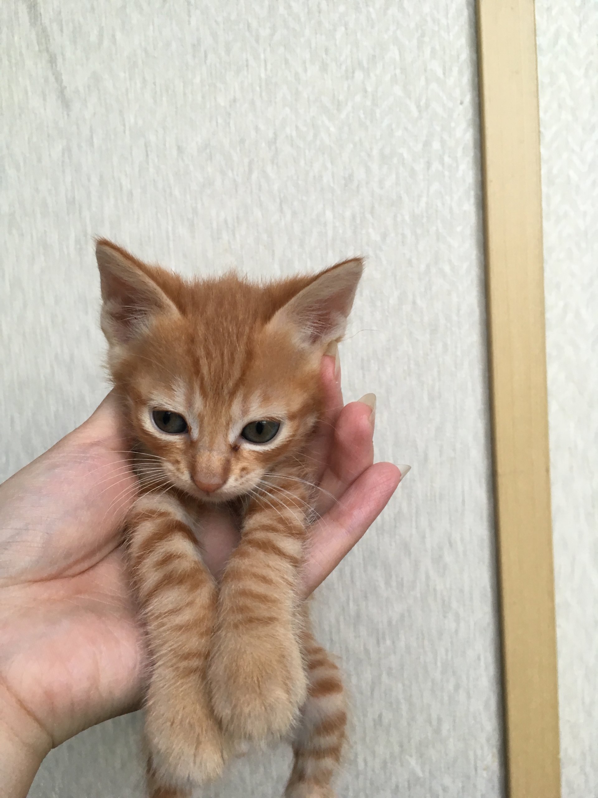 生後２ヶ月前後の子