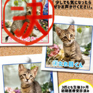 【生後3ヶ月前後の子猫2兄弟】