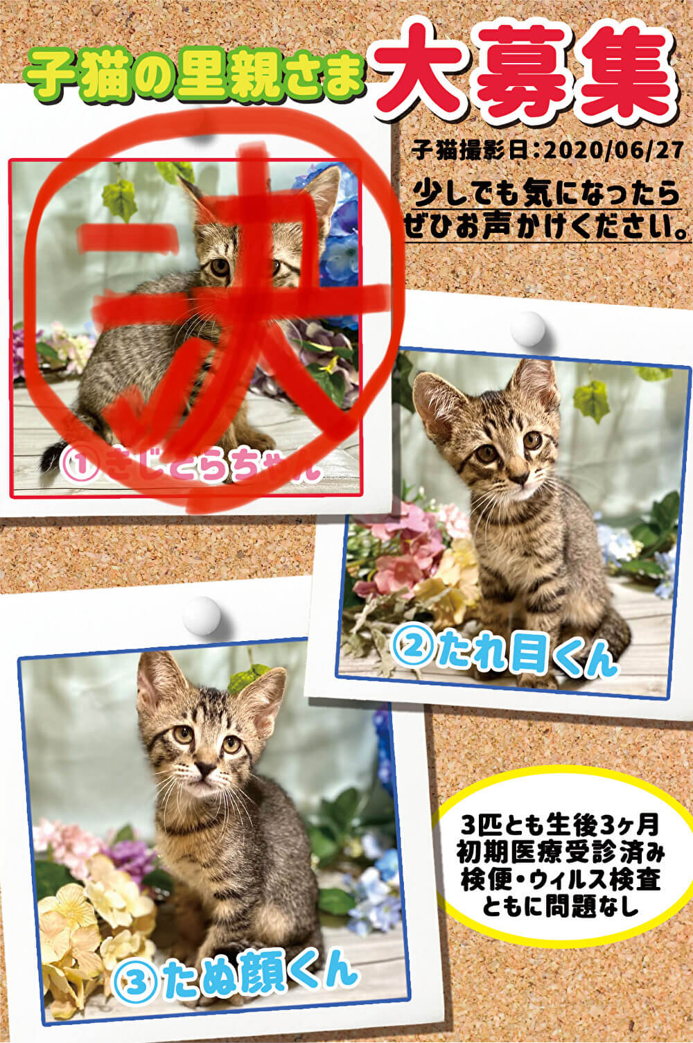 【生後3ヶ月前後の子猫2兄弟】