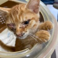 生後1ヶ月前後の子猫　男の子