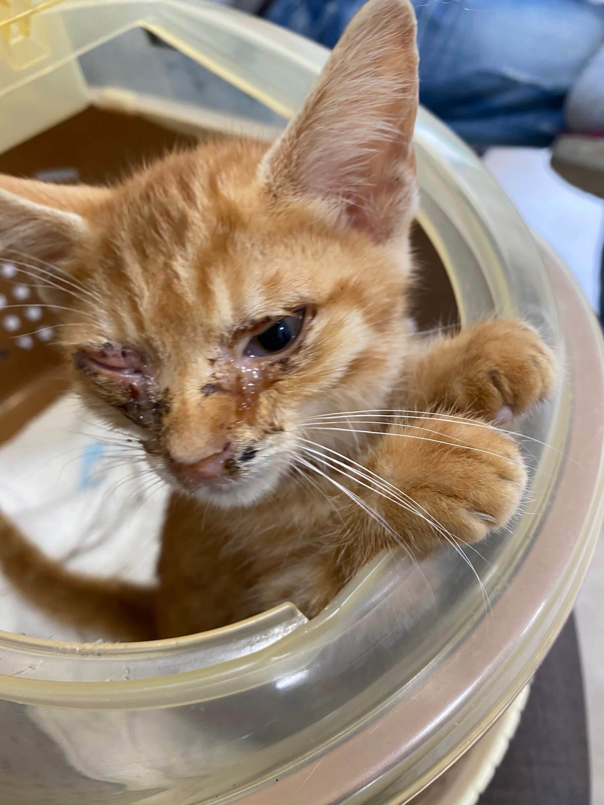 生後1ヶ月前後の子猫　男の子