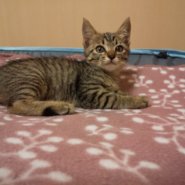 キジトラちゃんの里親さん募集