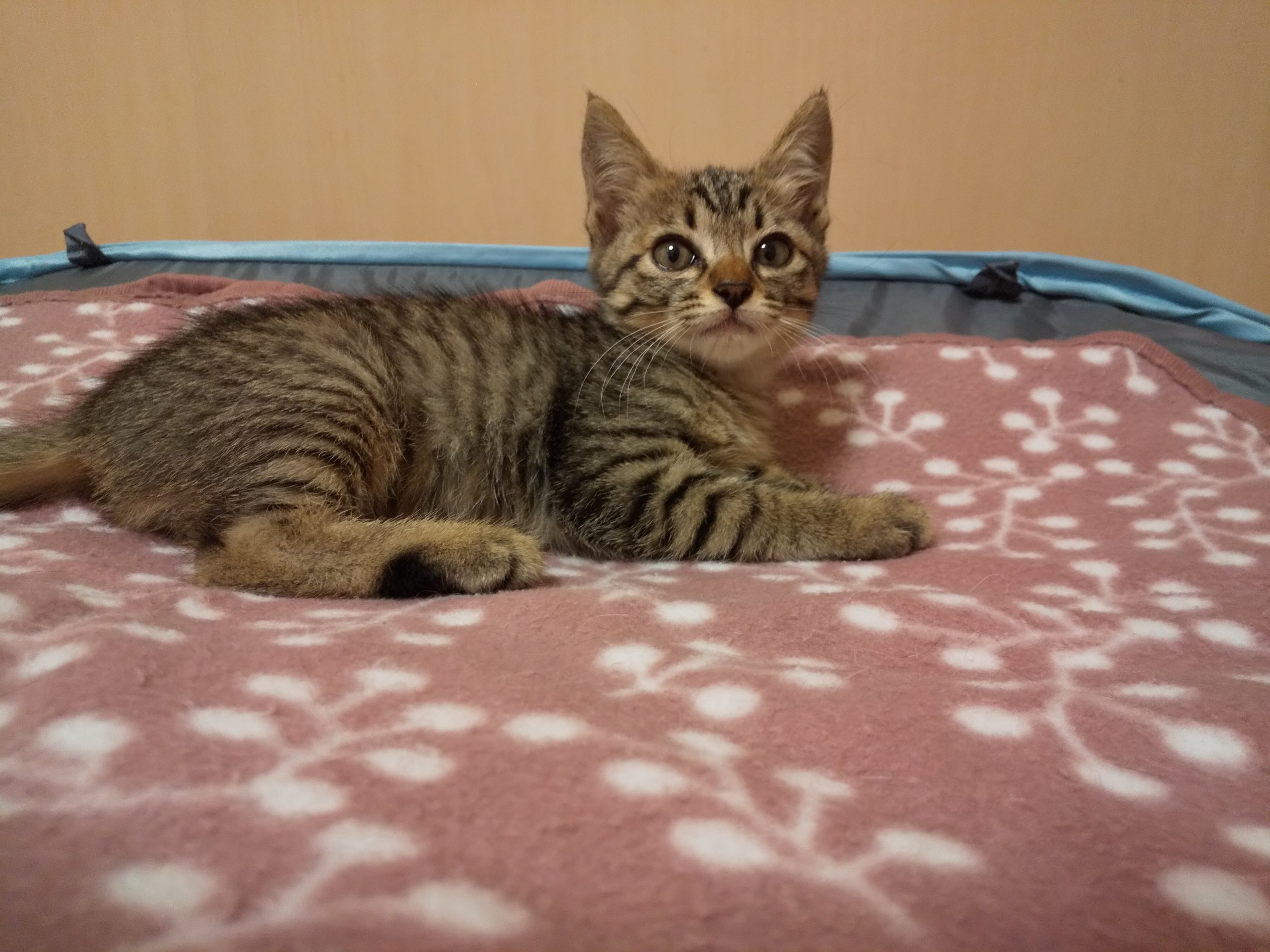 キジトラちゃんの里親さん募集