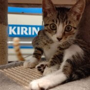 【保護猫】ジェミニー♂推定６ヶ月キジトラ白