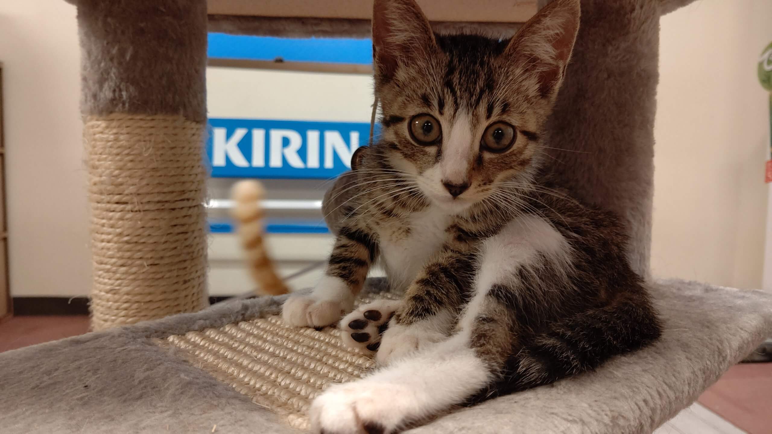 【保護猫】ジェミニー♂推定６ヶ月キジトラ白