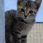 【保護猫】ごんごん♀推定７ヶ月キジトラ