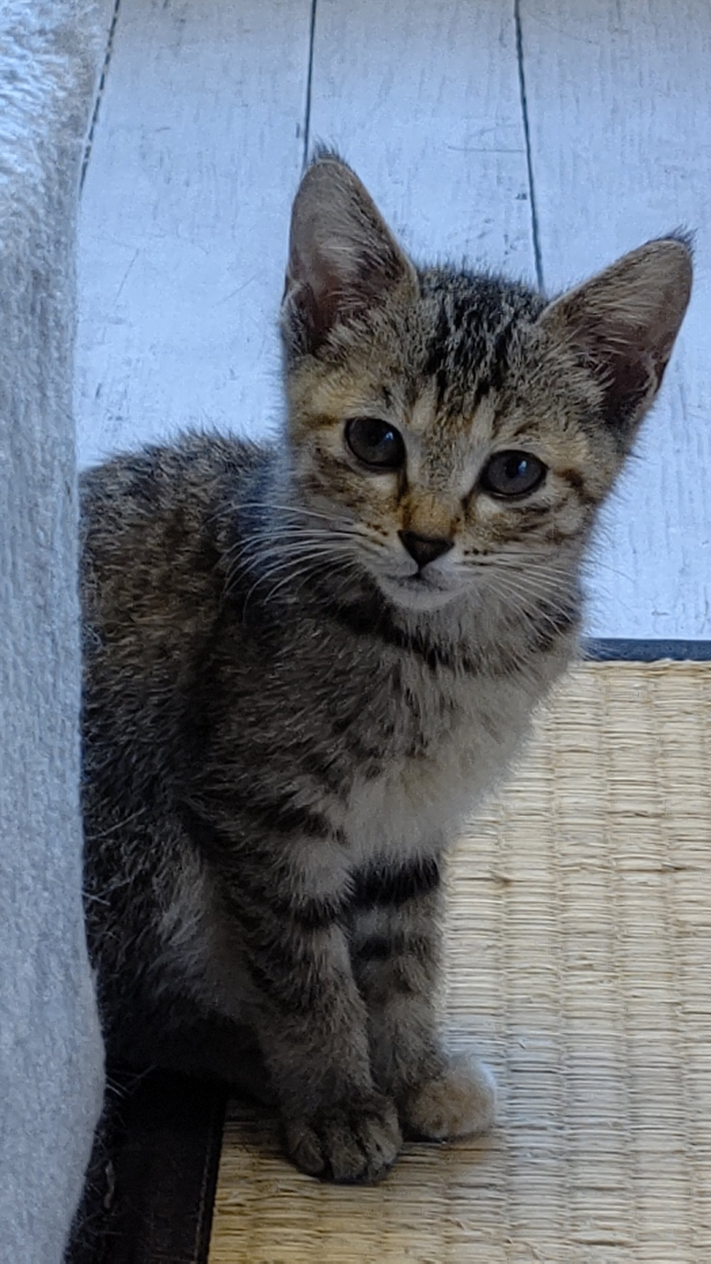 【保護猫】ごんごん♀推定７ヶ月キジトラ