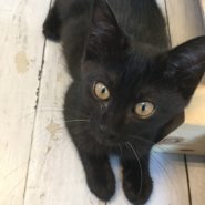 【保護猫】くろ♂推定9ヶ月黒猫