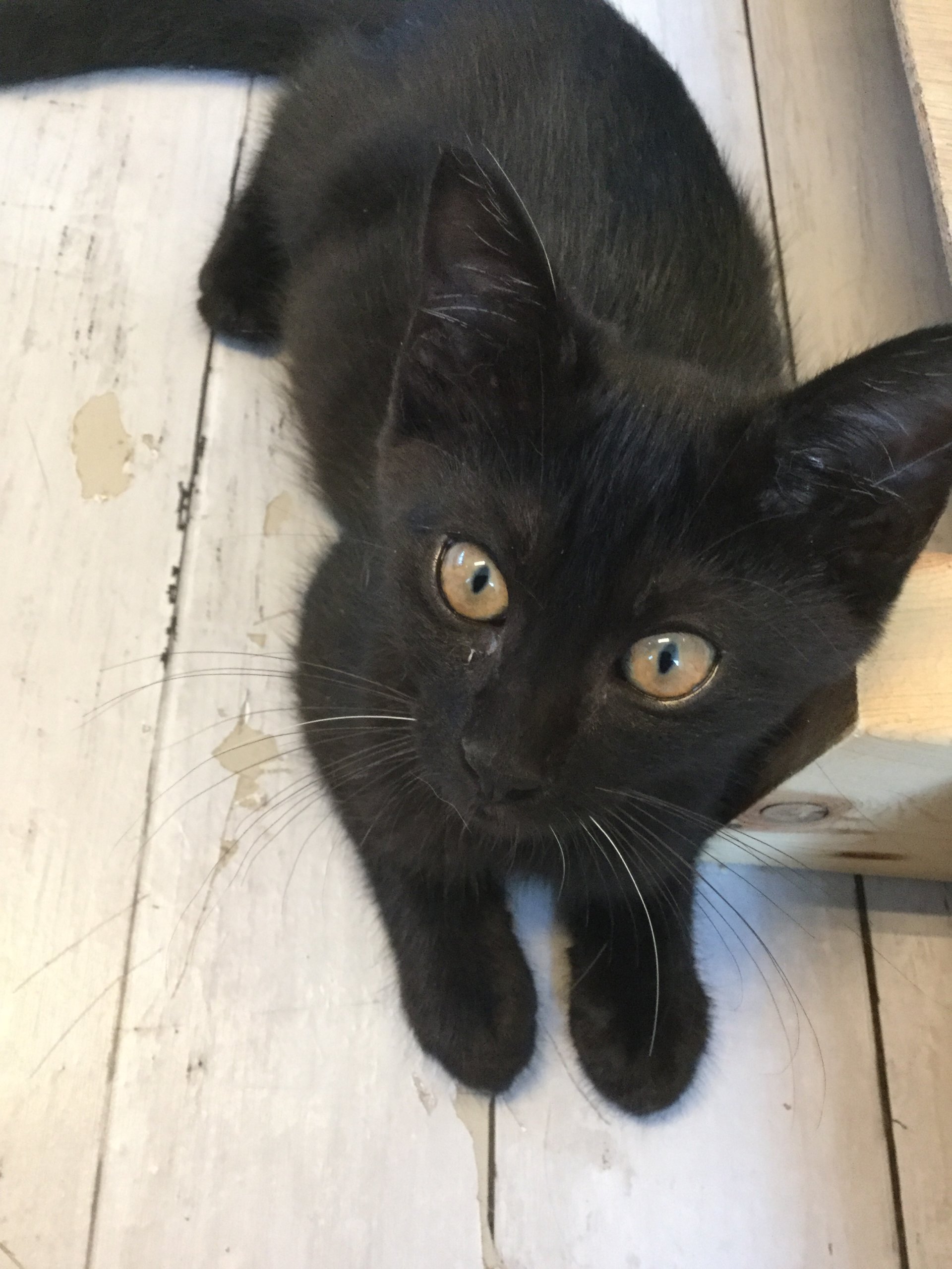 【保護猫】くろ♂推定9ヶ月黒猫