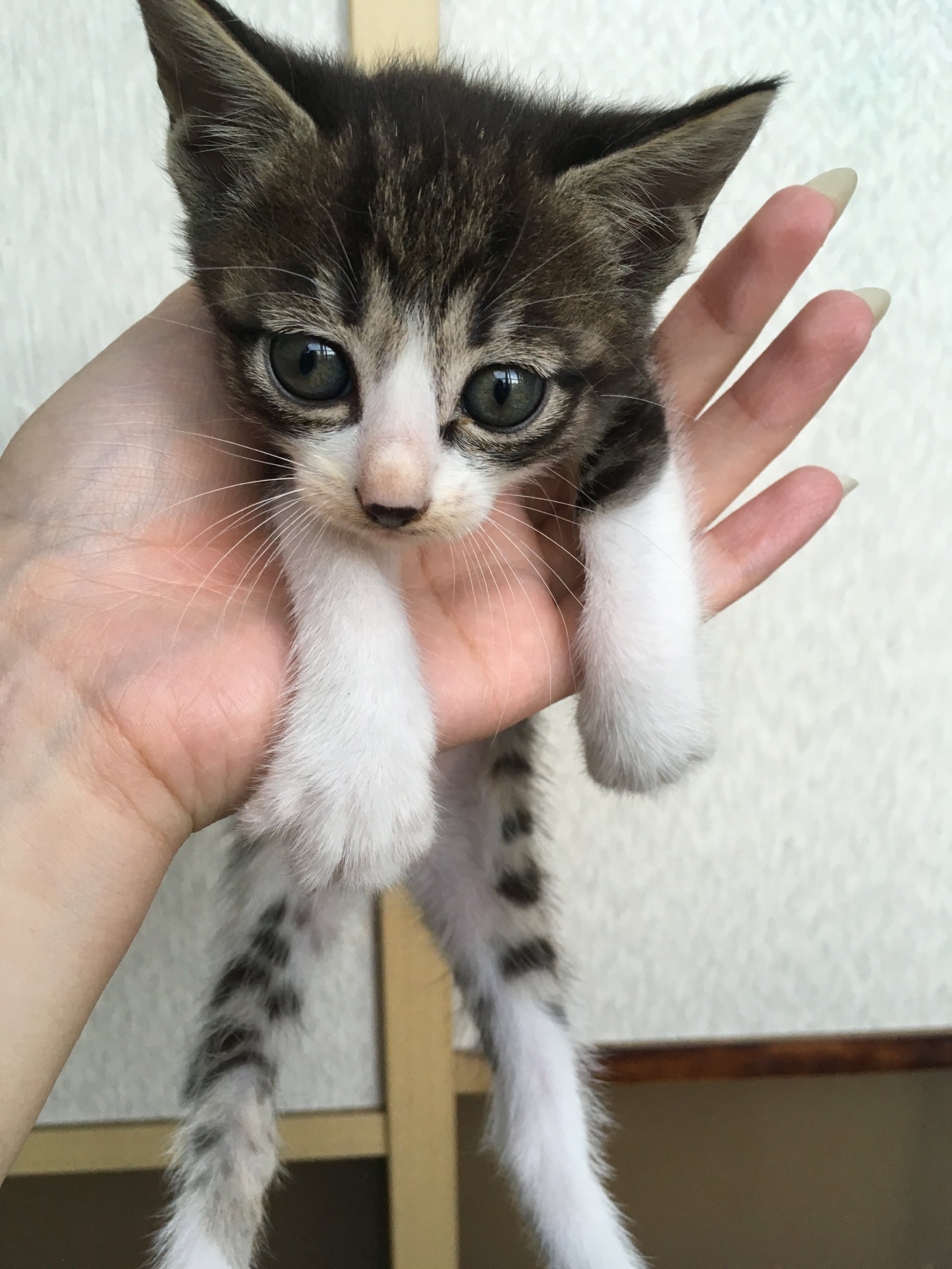 生後２ヶ月前後の子