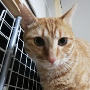 おっとりマイペースな男の子です。