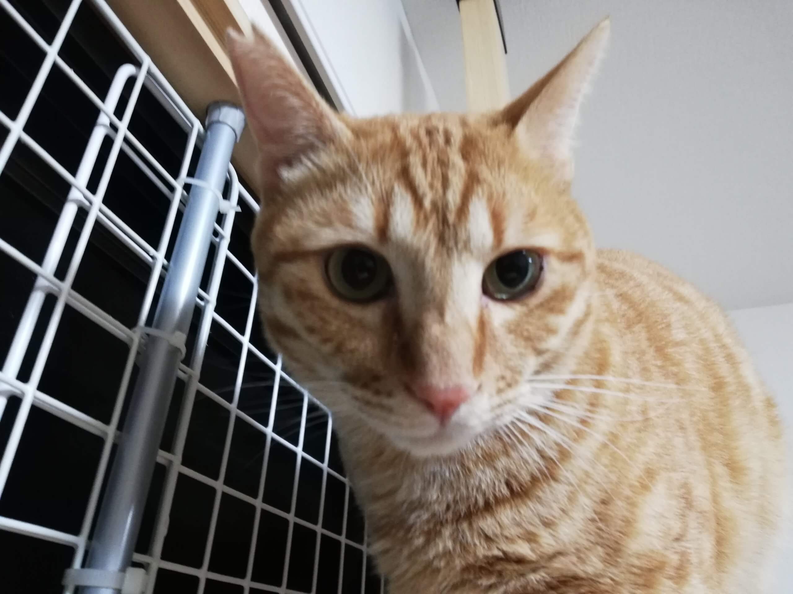 おっとりマイペースな男の子です。