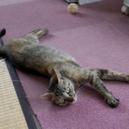 【保護猫】飴推定２歳♀キジサビ