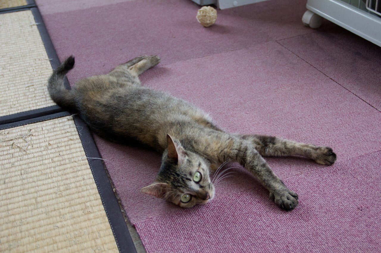 【保護猫】飴推定２歳♀キジサビ