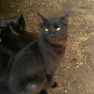 鍵しっぽの鍵ちゃん