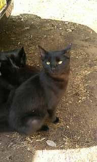 鍵しっぽの鍵ちゃん