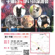 sakai猫活　子猫いっぱいの譲渡会