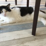 【保護猫】おとうさん推定1歳♂ハチワレ