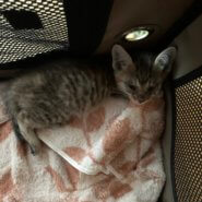 生後1ヶ月くらいの子猫の女の子