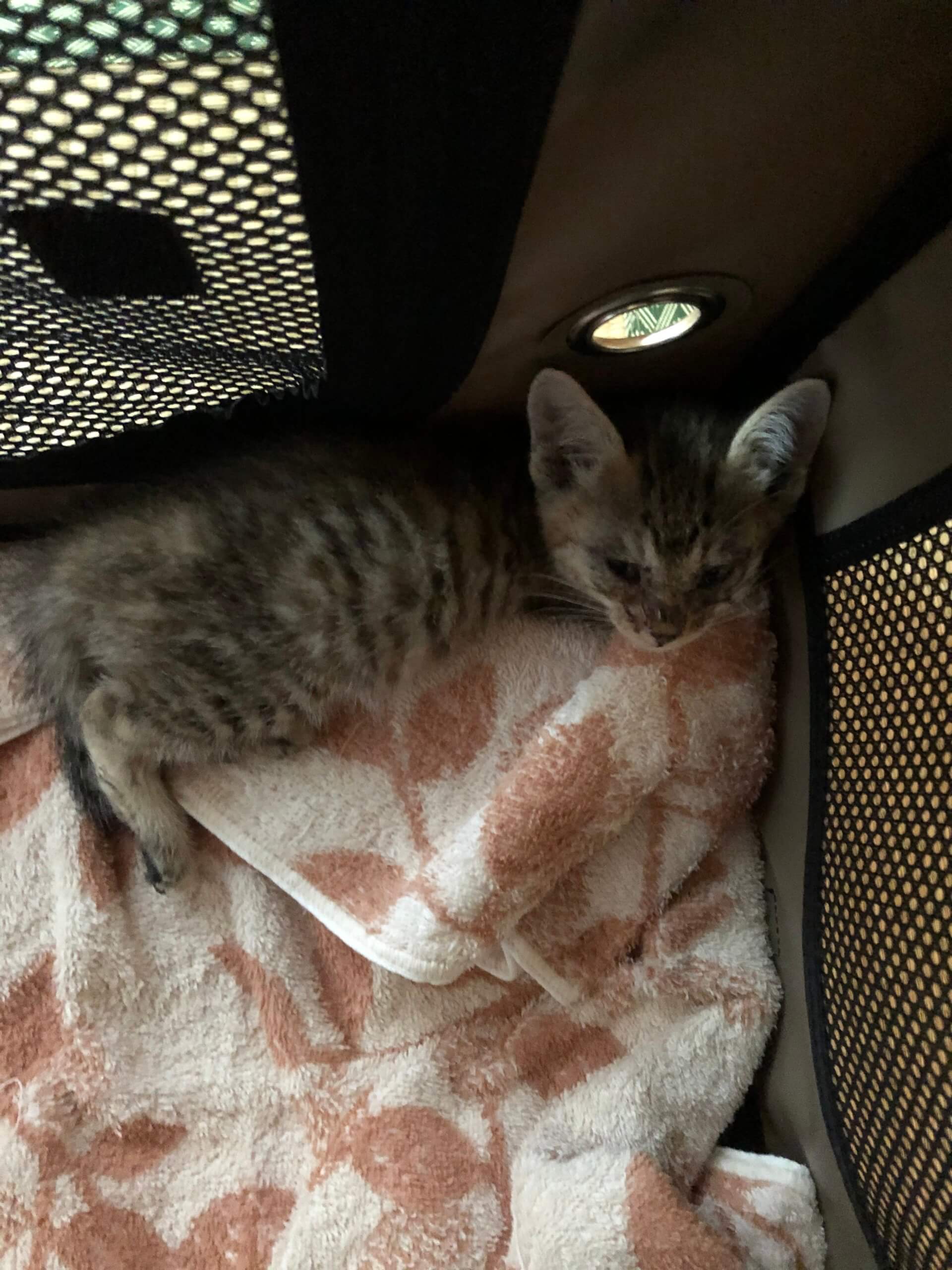 生後1ヶ月くらいの子猫の女の子