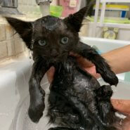 姉弟のたてとなるしっかり者のお姉さん黒１いっちゃん