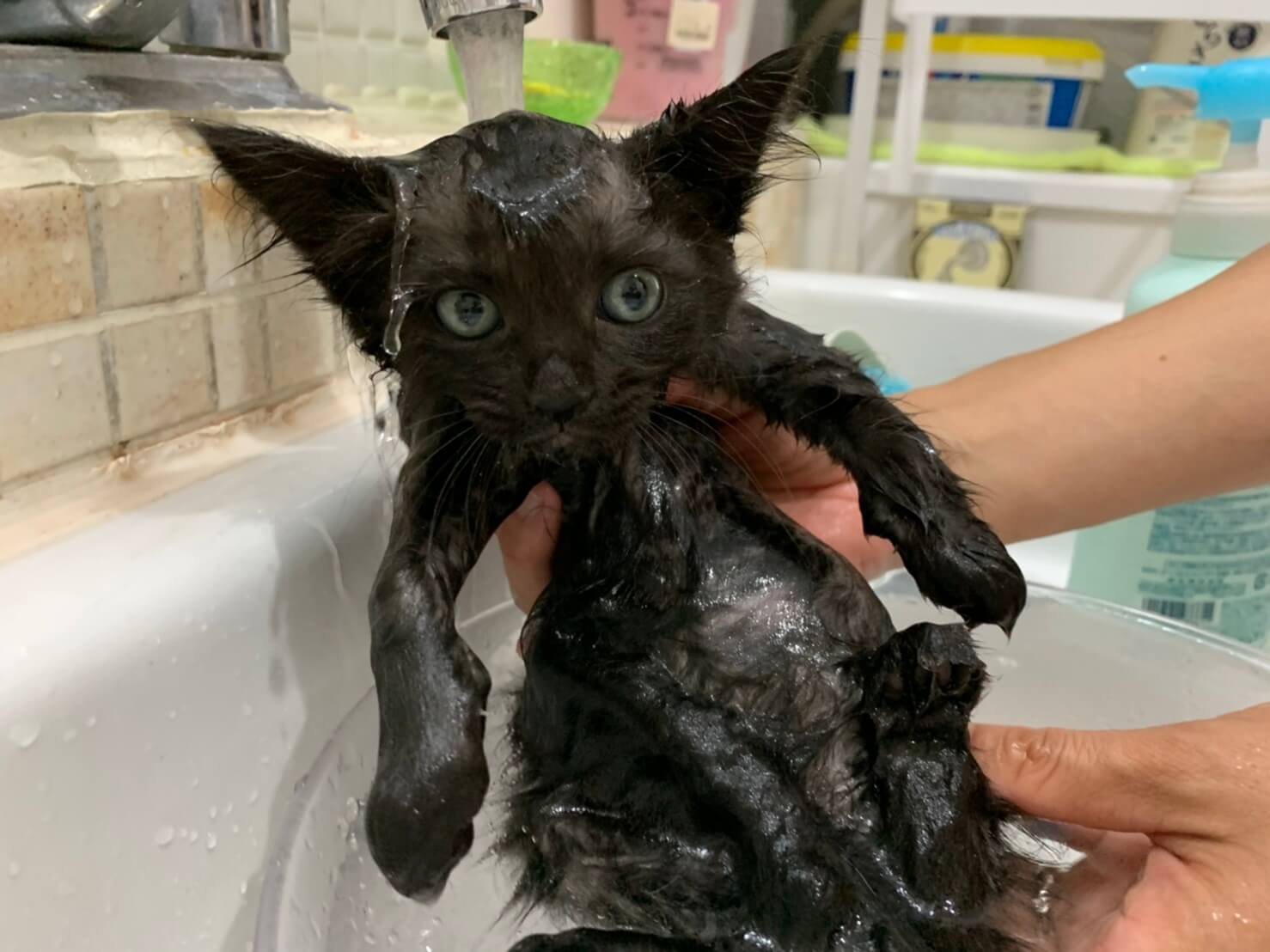 姉弟のたてとなるしっかり者のお姉さん黒１いっちゃん