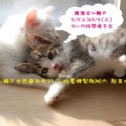 猫の譲渡会IN瀬戸～ちーむにゃいんず　８月８日