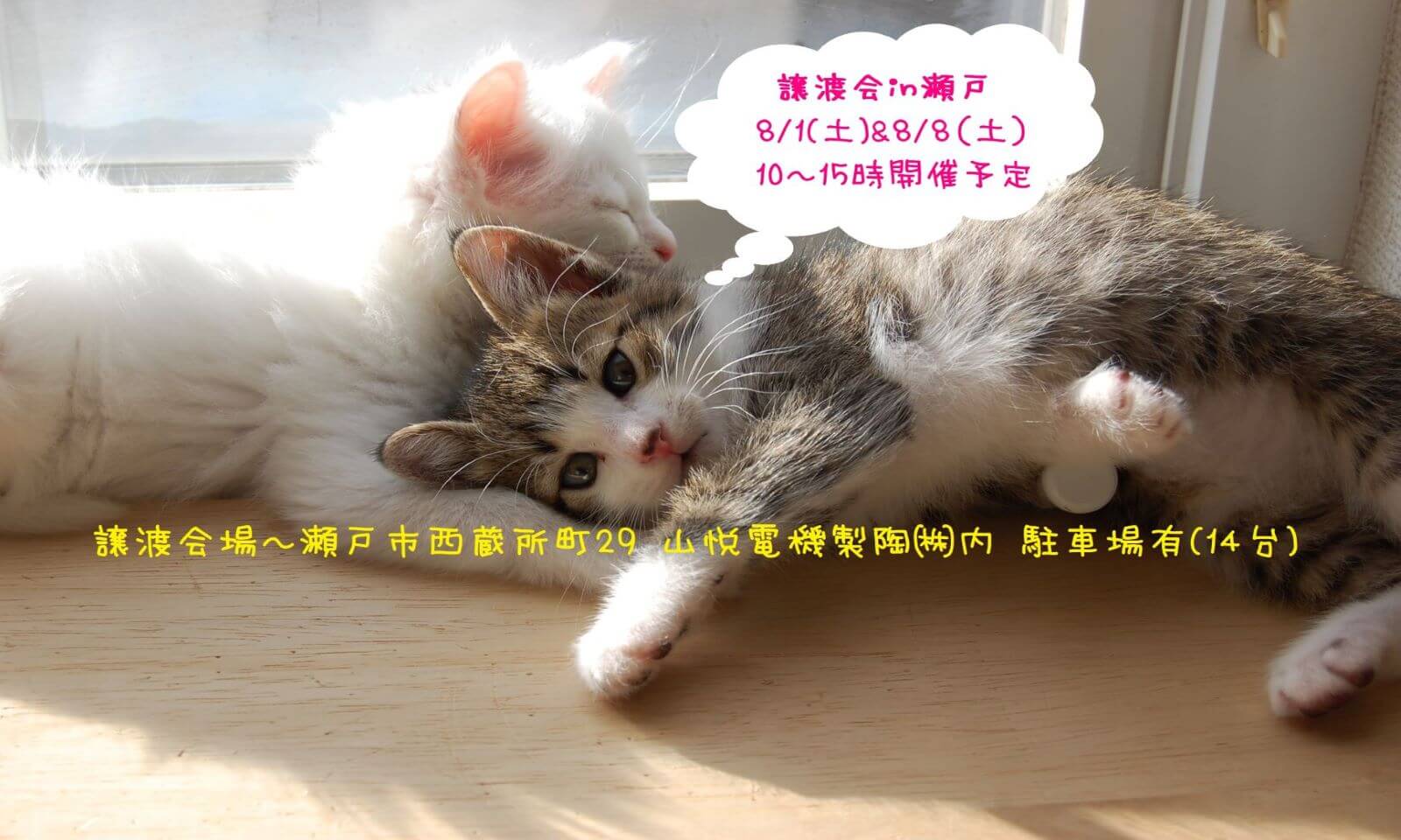 猫の譲渡会IN瀬戸～ちーむにゃいんず　８月８日