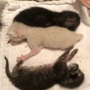 生後3日　育児放棄された仔猫