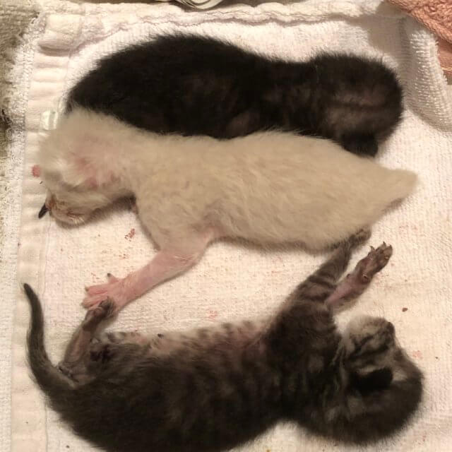 生後3日　育児放棄された仔猫