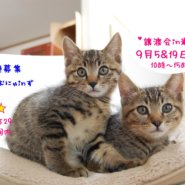 猫の譲渡会 IN 瀬戸 ～ ちーむにゃいんず ２０２０年９月０５日＆１９日開催