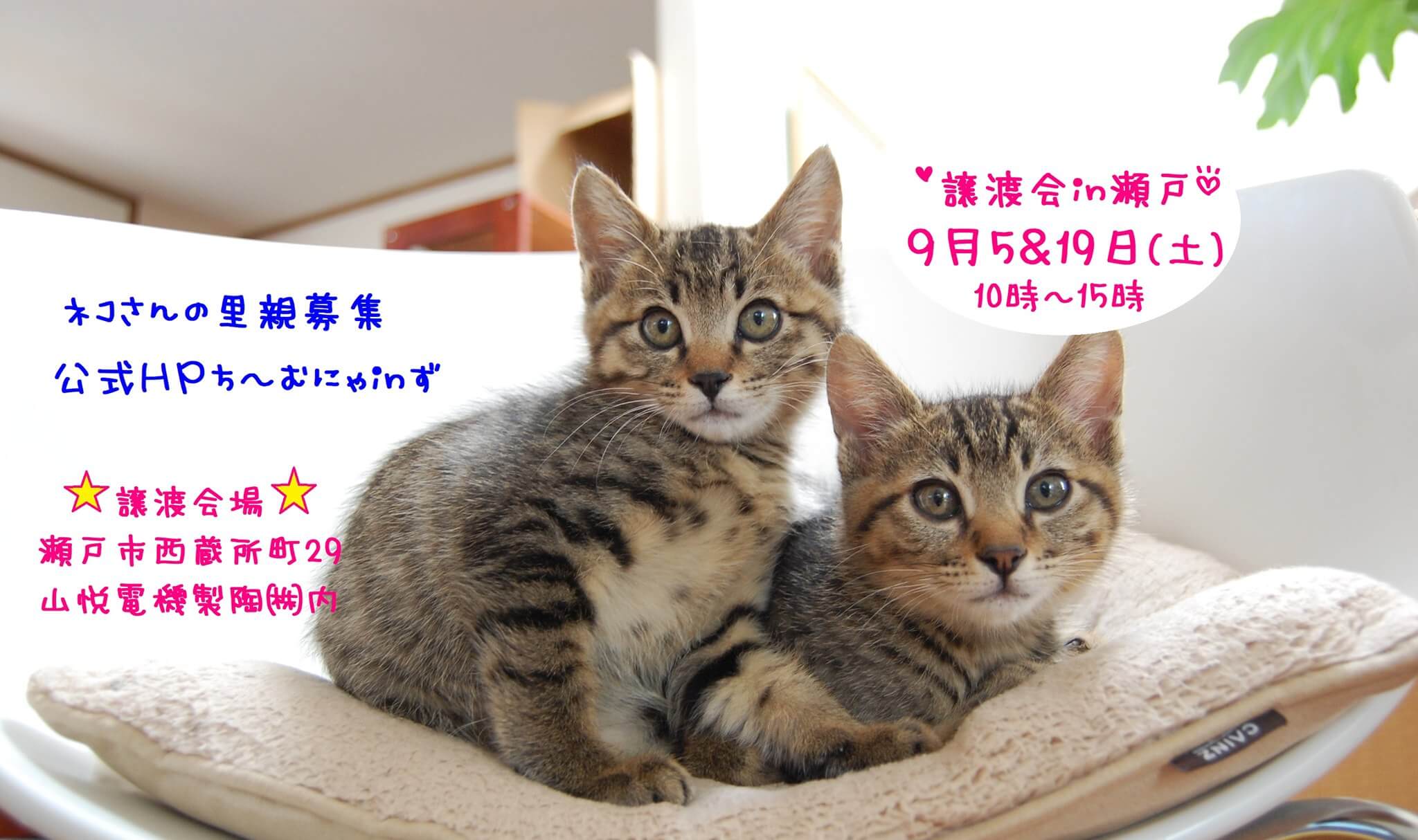 猫の譲渡会 IN 瀬戸 ～ ちーむにゃいんず ２０２０年９月０５日＆１９日開催
