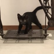 黒猫の女の子生後2〜3ヶ月