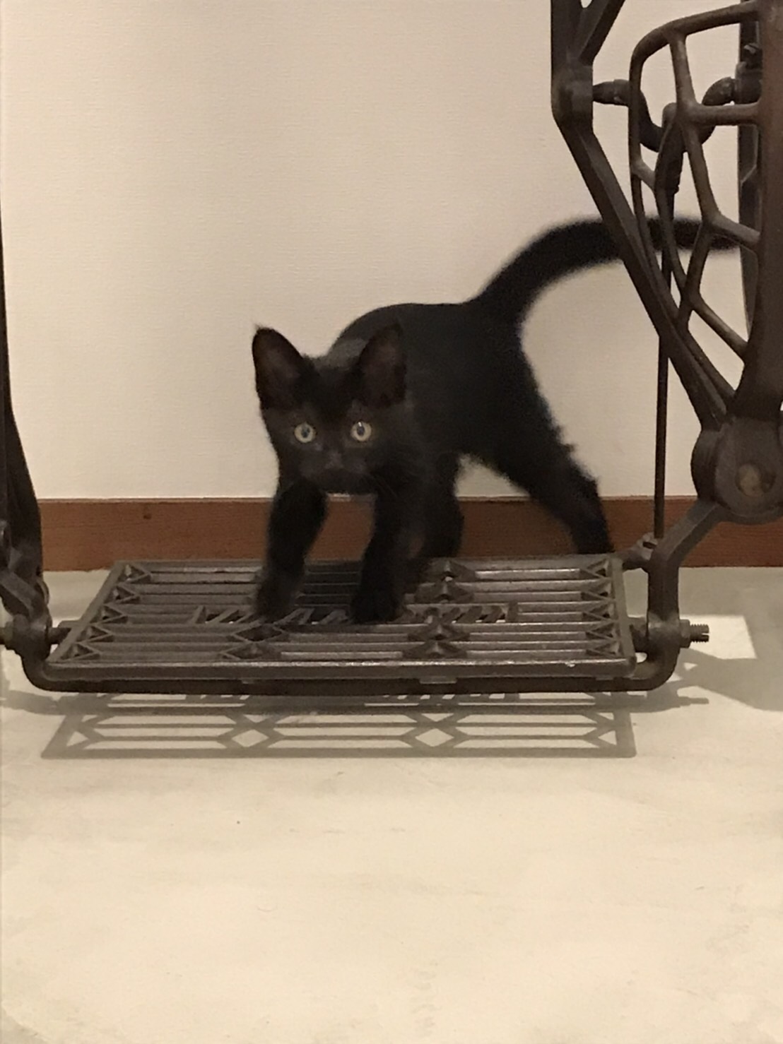 黒猫の女の子生後2〜3ヶ月