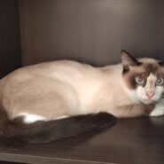 【保護猫】パン推定10ヶ月♂シャム系