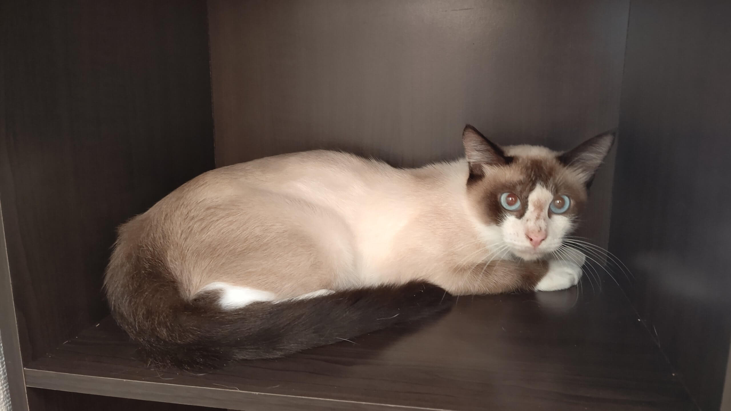 【保護猫】パン推定10ヶ月♂シャム系