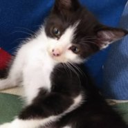 ぽわんなハチワレ君