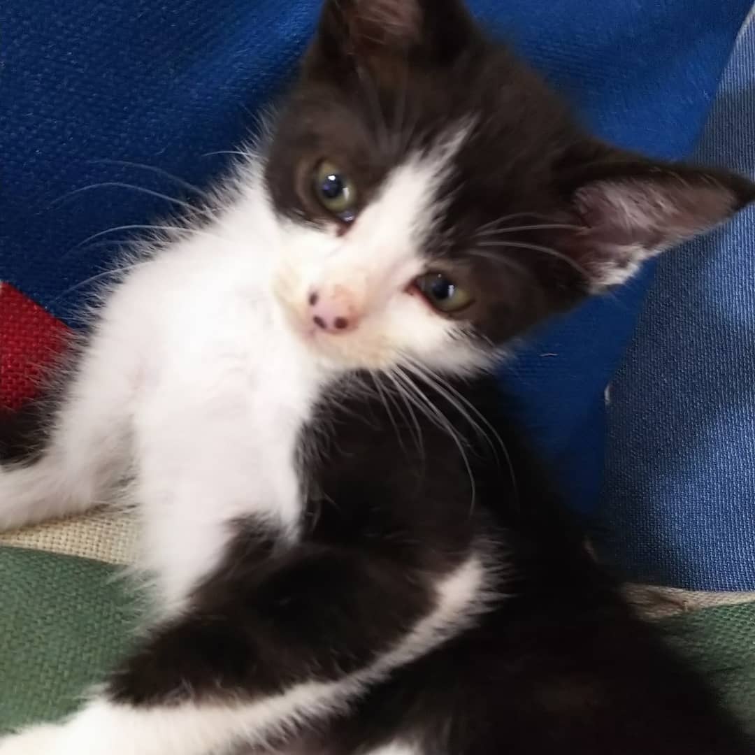 ぽわんなハチワレ君