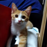 幸せをよぶカギしっぽ!ダーク君