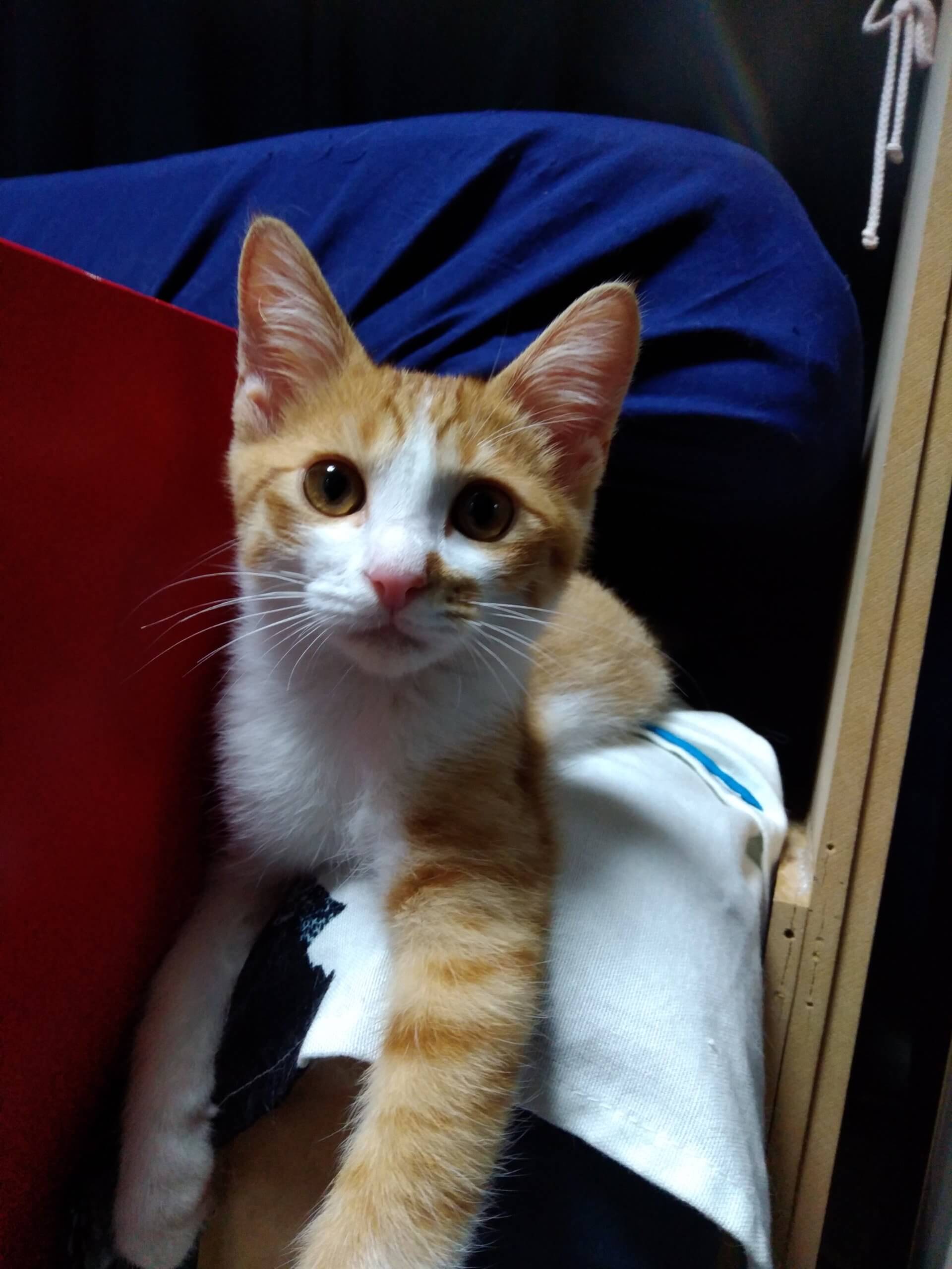 幸せをよぶカギしっぽ!ダーク君