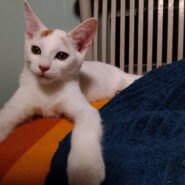 元気いっぱい!ライト君