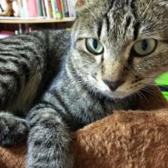 おっきいけどチビちゃん