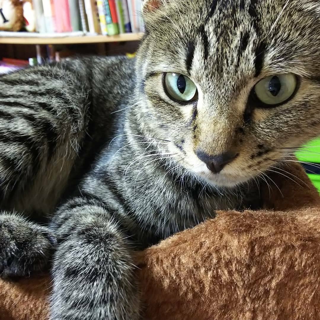 おっきいけどチビちゃん